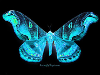 Blue butterfly black background repeating 2 - a blue butterfly free wallpaper for desktop