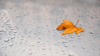 Leaf wet surface water droplets - a single leaf free wallpaper for desktop