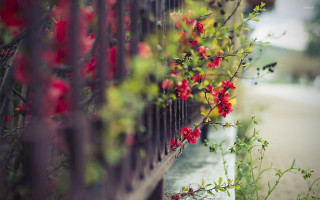 Fence flowers street car person - a fence free wallpaper