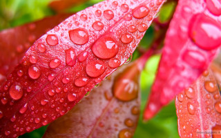 Red leaf water droplets green 2 - a red leaf free wallpaper for desktop