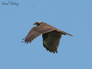 Bird flying air wings spread 14 - animal free wallpaper