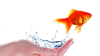 Hand goldfish water splash white - water free wallpaper