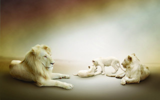 White lion two cubs sitting - neutral free wallpaper for desktop
