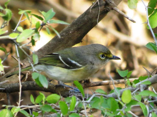 Bird sitting branch tree leaves 5 - a branch in a tree free wallpaper