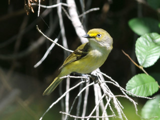 Small yellow bird perched branch 2 - an illustration of free wallpaper