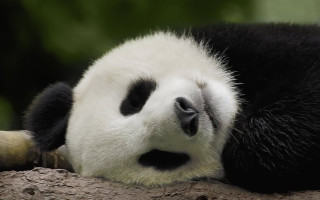 Panda sleeping tree branch eyes - a panda bear free wallpaper