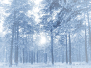 Snowy forest snow falling trees - tree and snow free wallpaper
