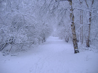 Snowy path woods trees sign - covered free wallpaper for desktop