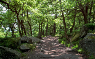 Dirt path forest rocks trees - rock and trees free wallpaper