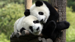 Panda bears sitting tree branch - its neck free wallpaper
