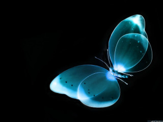 Blue butterfly black background wings 3 - a blue butterfly free wallpaper for desktop