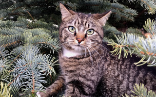 Cat surprised tree night fireworks - felix octavius carr darley free wallpaper for desktop