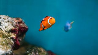 Clown fish aquarium blurry blue - a blue wall behind free wallpaper