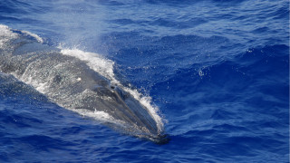 Dolphin ocean splash water aurora - its back end free wallpaper