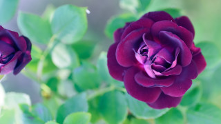 Purple rose garden macro rich - a purple rose free wallpaper