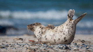 Seal beach back legs up - its back leg free wallpaper