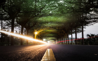 Street light trees city night - the road free wallpaper