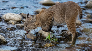 Cat stream rocks water wildlife - rock and water free wallpaper for desktop