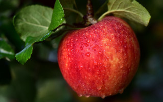 Red apple green leaves water - a red apple free wallpaper