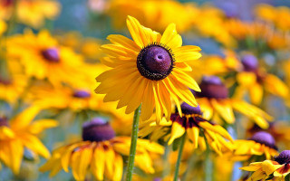 Yellow flower bokeh macro sunset 2 - a purple center free wallpaper
