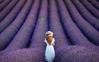 Lavender field woman white dress 2 - a white dress and hat free wallpaper