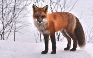 Red fox snow nature blurry - a red fox free wallpaper