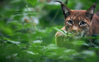 Cat bushes camera nature blurry - a blurry background free wallpaper for desktop