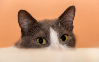 Black cat impressionism white background - brenda chamberlain free wallpaper