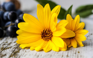 Yellow flowers grapes black berry - cindy wright free wallpaper for desktop