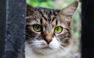 Cat green eyes fence post - a green eye free wallpaper