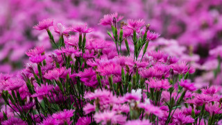 Purple flower field blurry background 2 - green stem free wallpaper