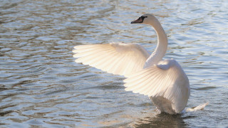 Swan flapping wings lake ripples - the water of a lake free wallpaper
