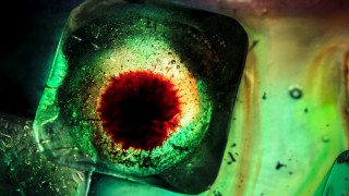 Red eye green background macro - fish eye free wallpaper