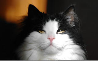 Black cat yellow eyes serious 5 - cat free wallpaper for desktop