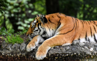 Tiger laying rock grass closed - a tiger free wallpaper