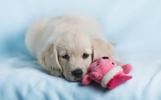 Puppy stuffed animal blue blanket - a puppy free wallpaper