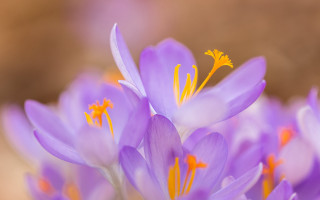 Purple flowers yellow stamens macro - purple flower free wallpaper for desktop