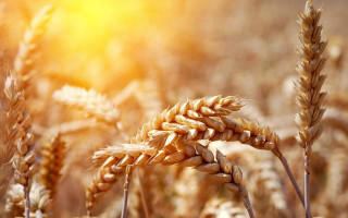 Wheat sunshine precisionism embers fiery - heavy grain free wallpaper
