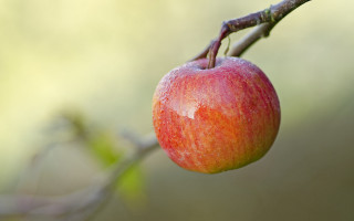 Red apple water droplets macro 5 - a red apple free wallpaper for desktop