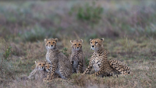 Cheetahs babies field wildlife kemono - a field free wallpaper
