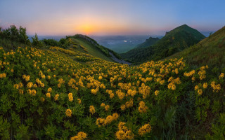 Yellow flower sunset mountains sky - a sky line free wallpaper