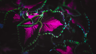 Purple green leaves glowing butterfly - a plant free wallpaper
