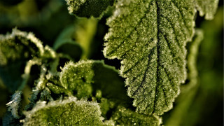 Frosty green leaf macro nature - frost free wallpaper