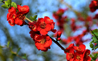 Branch red flowers green leaves - an zhengwen free wallpaper for desktop
