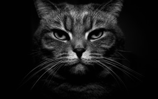 Cat face black white stripe - neoism free wallpaper