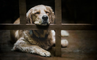 Dog fence window photorealistic painting - vfx free wallpaper