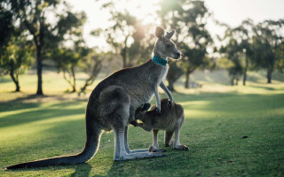 Kangaroo cub grass sunny trees - the grass together free wallpaper