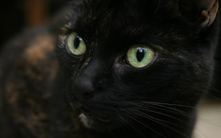 Black cat green eyes serious 3 - a black cat free wallpaper