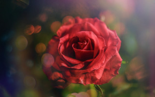 Red rose sunlight bokeh macro - the sunlight free wallpaper