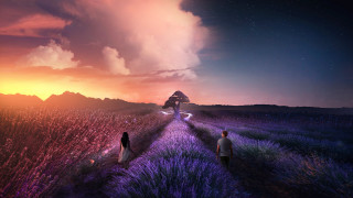Lavender sunset couple road field - a field of lavender free wallpaper